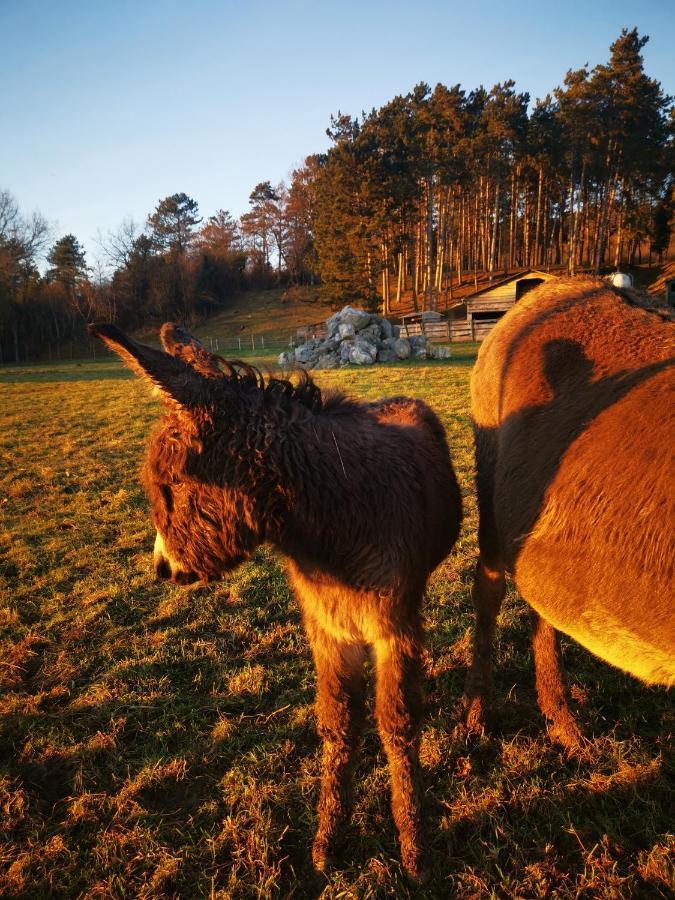 La Mirabelle Des 3 Forets Bricon Zewnętrze zdjęcie